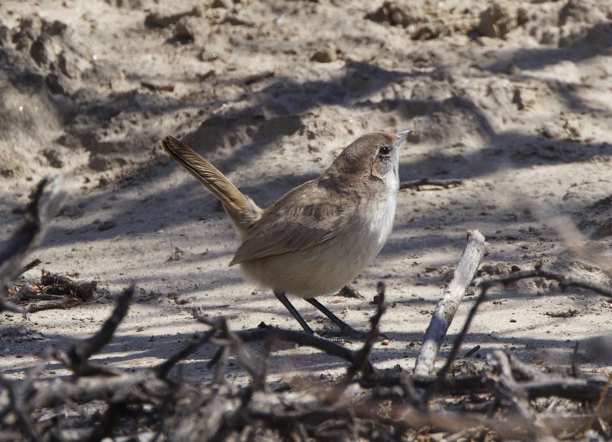 Sandy Gallito - ML646144538