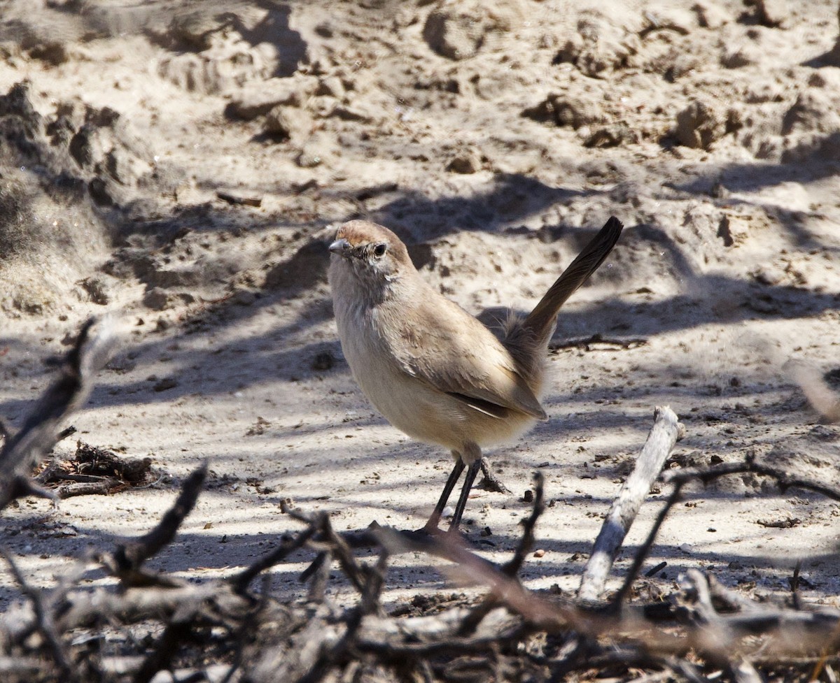 Sandy Gallito - ML646144546
