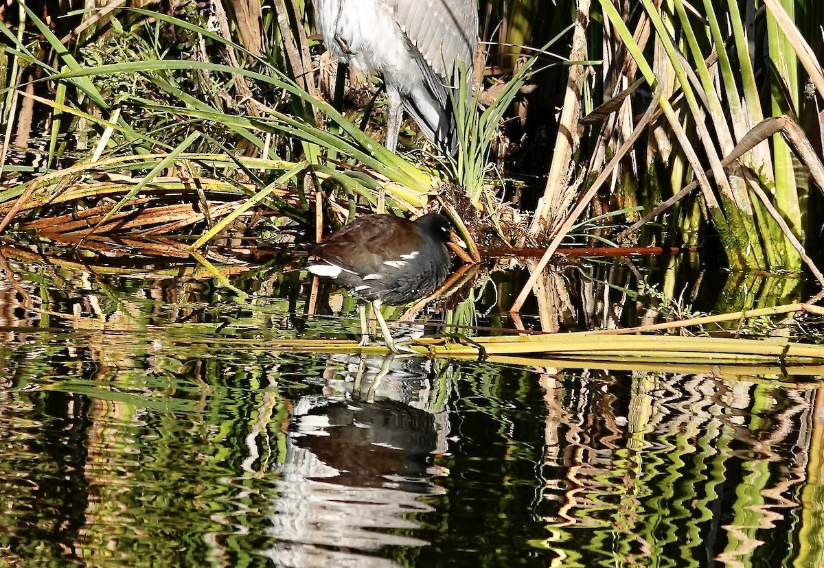 slípka americká - ML646144551