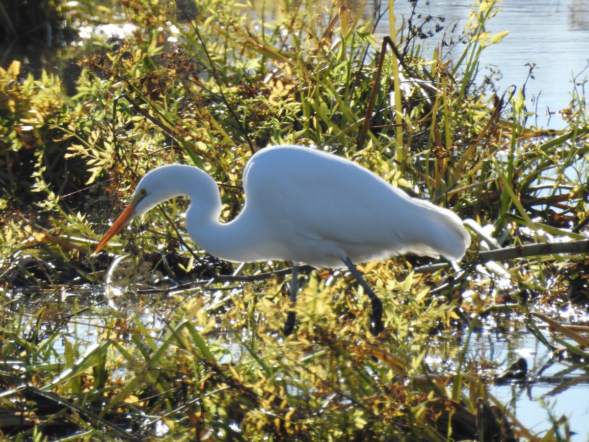 volavka bílá - ML646144557