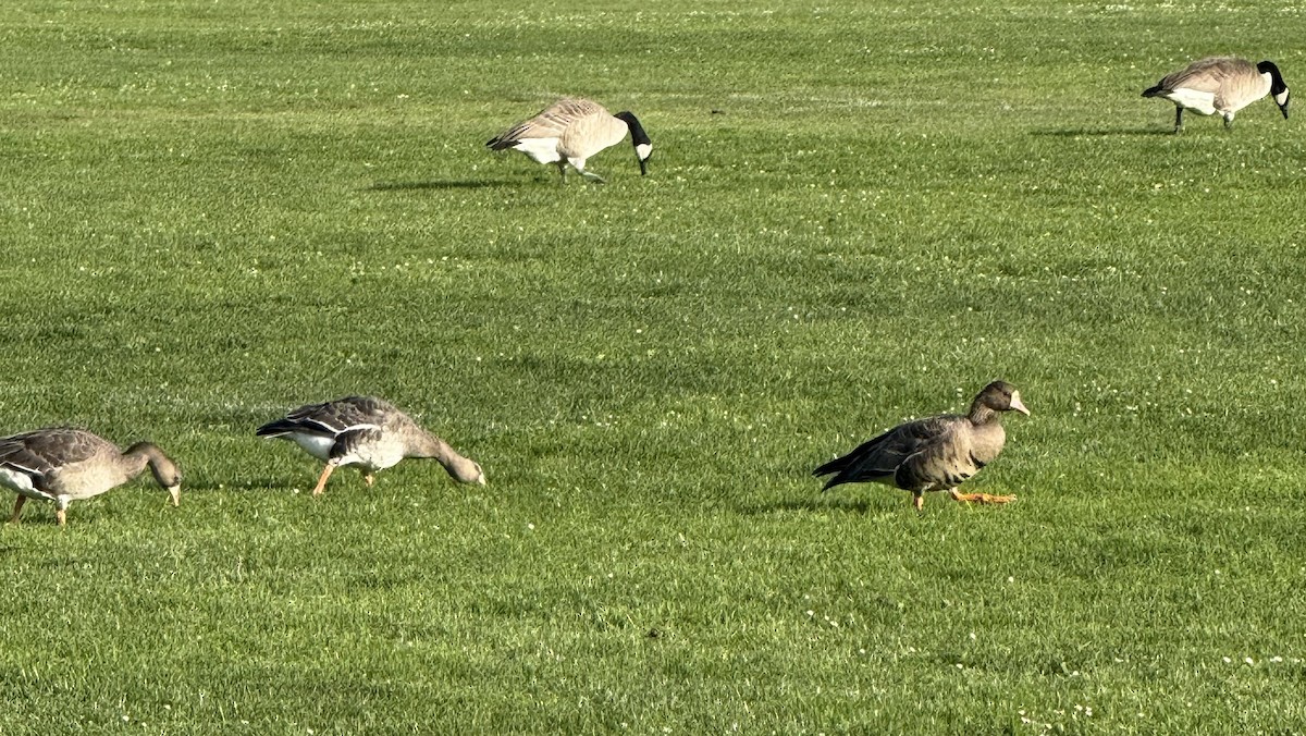 Greater White-fronted Goose - ML646144568