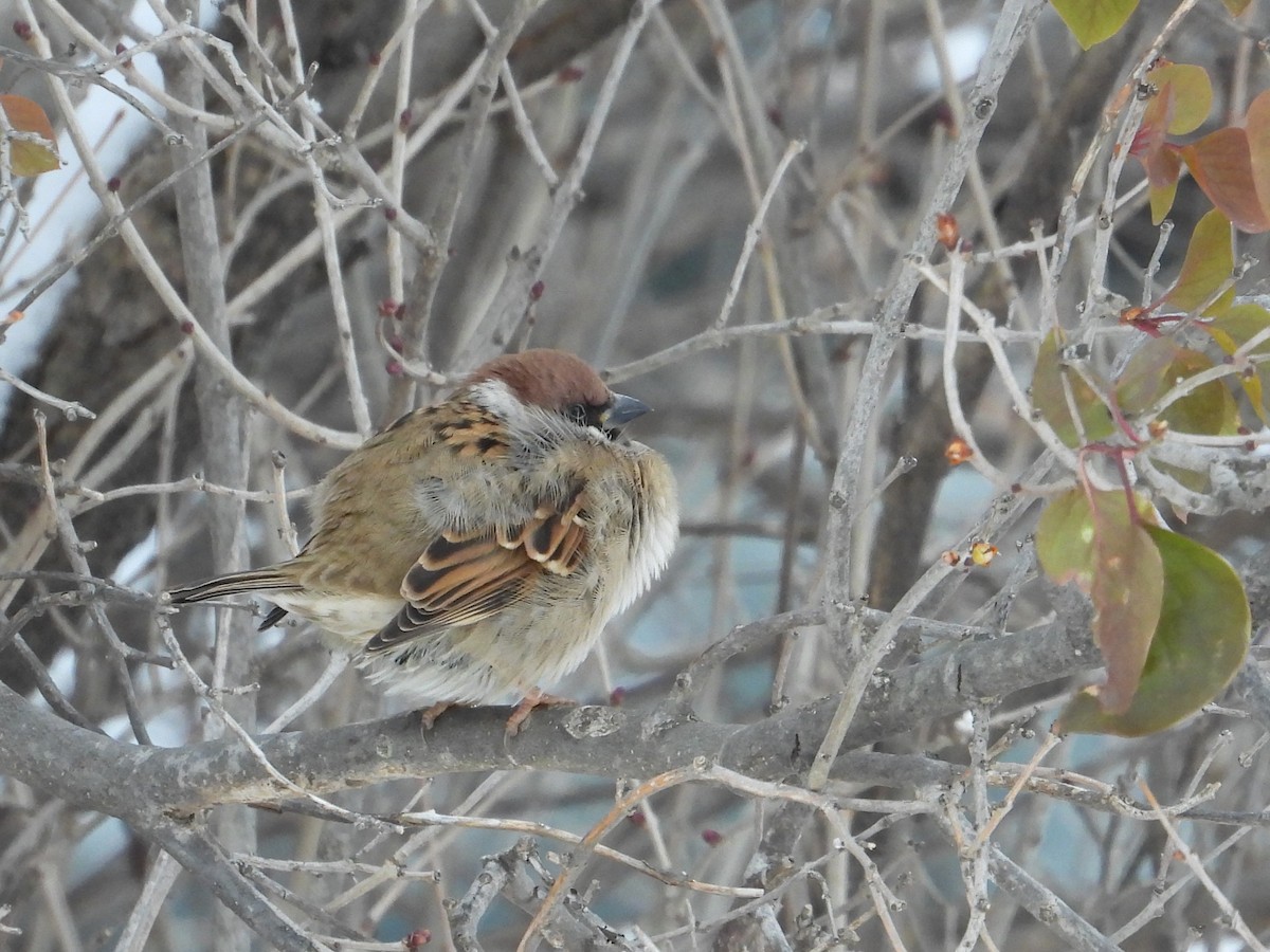 Eurasian Tree Sparrow - ML646144573