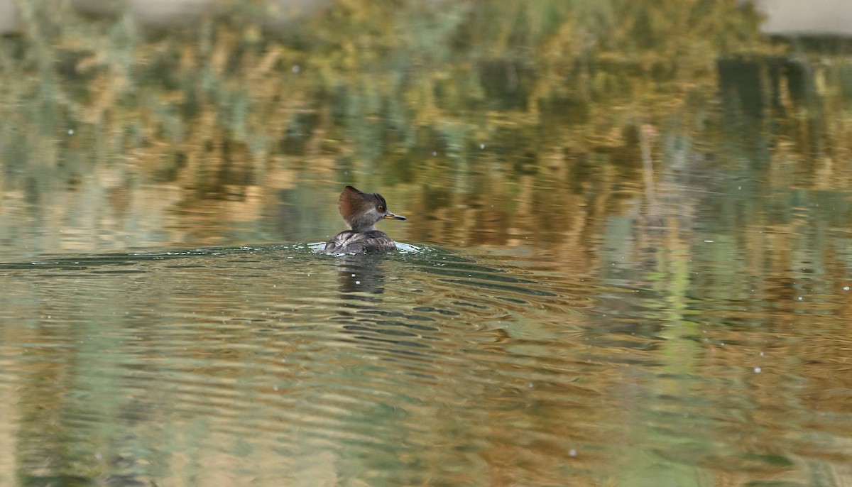 Hooded Merganser - ML646144589