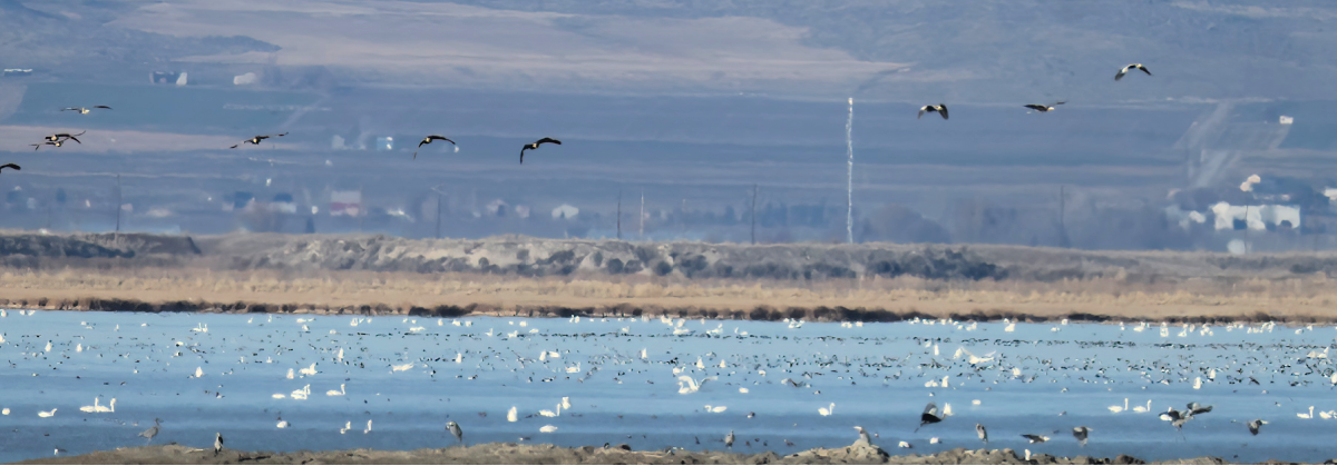 Cigno minore - ML646144591