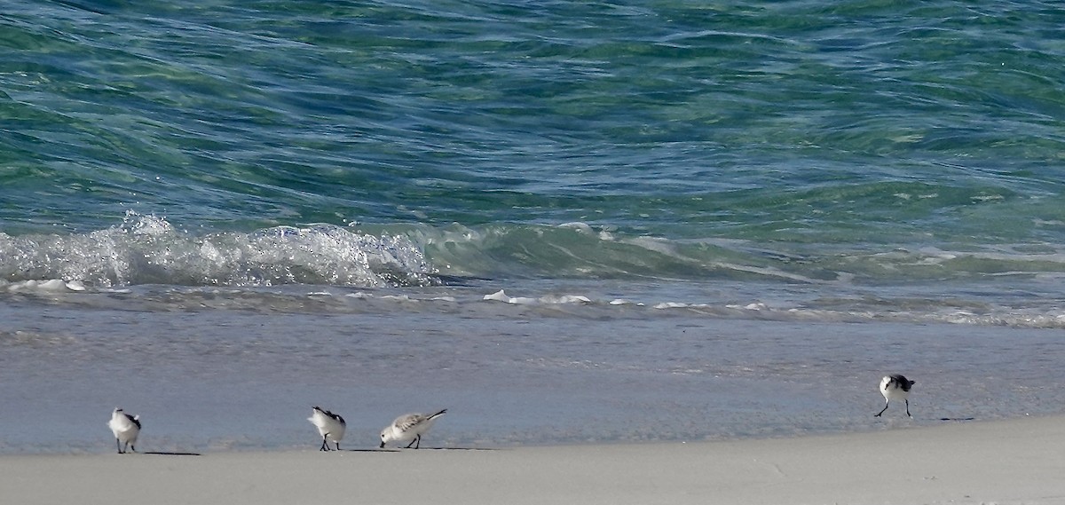 Sanderling - ML646144592