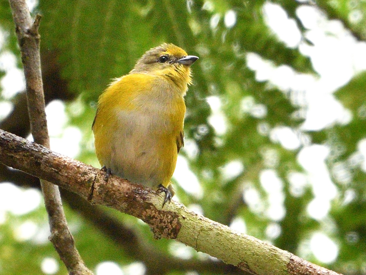 Purple-throated Euphonia - ML646144596
