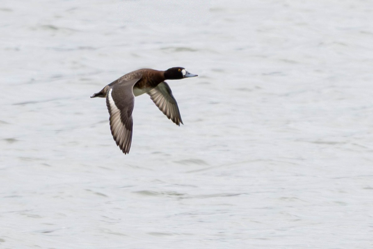 Lesser Scaup - ML646144599