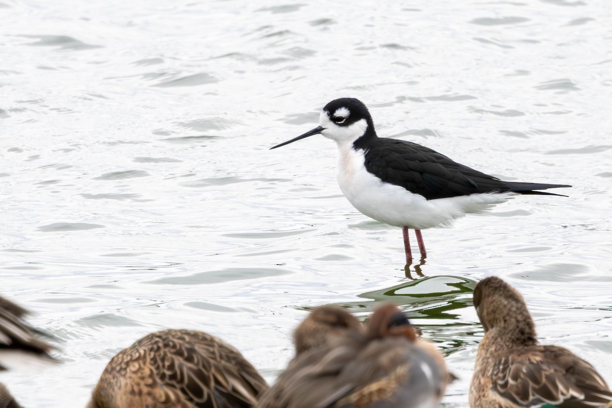 Black-necked Stilt - ML646144604