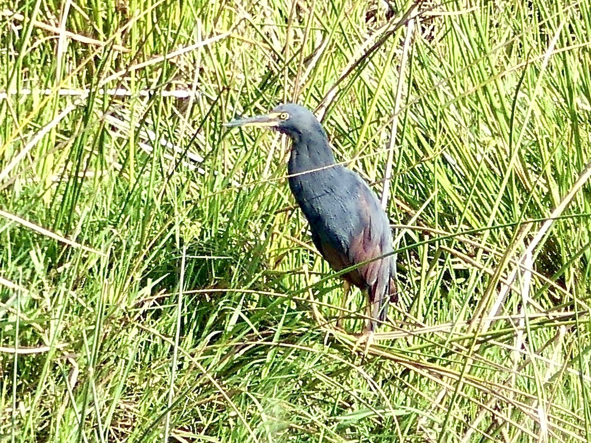 Рыжебрюхая цапля - ML646144605