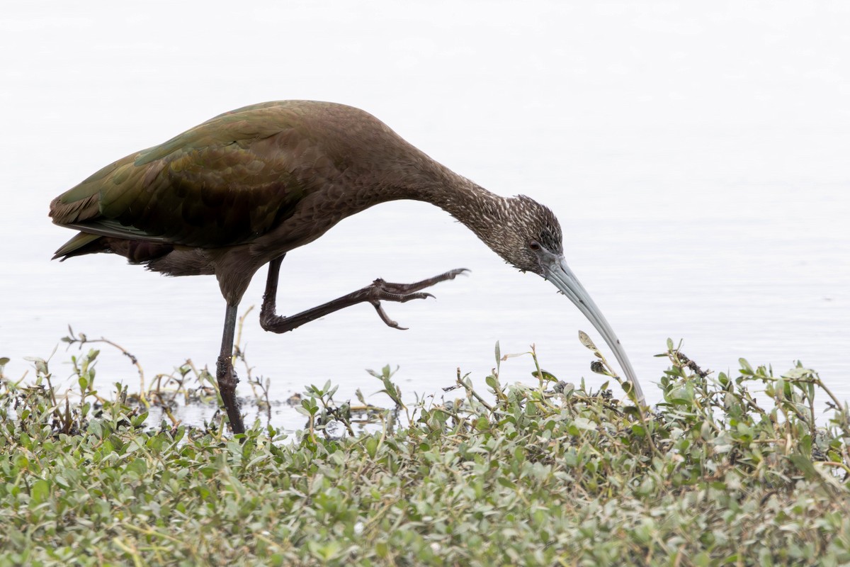 White-faced Ibis - ML646144608