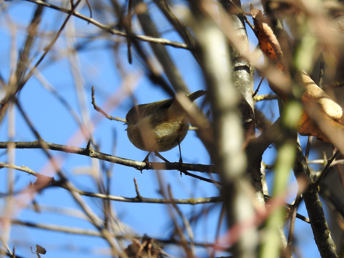 Ruby-crowned Kinglet - ML646144614
