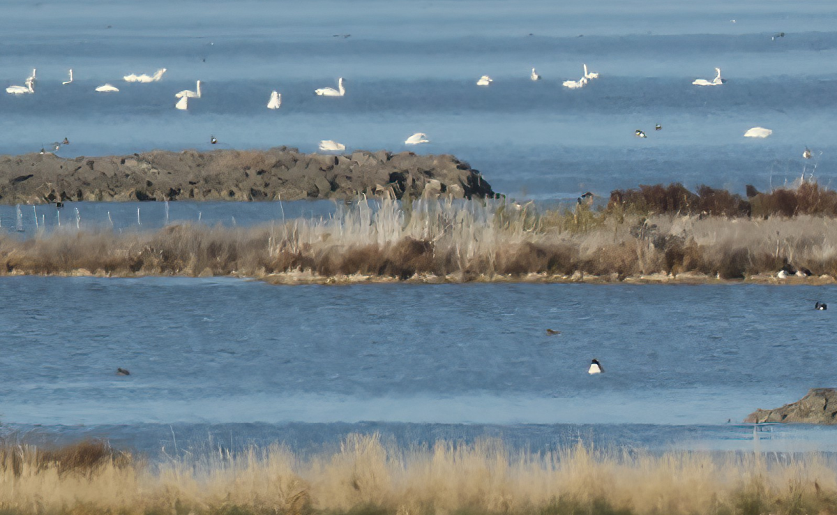 Cigno minore - ML646144616