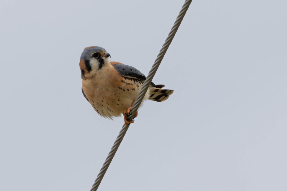 American Kestrel - ML646144621