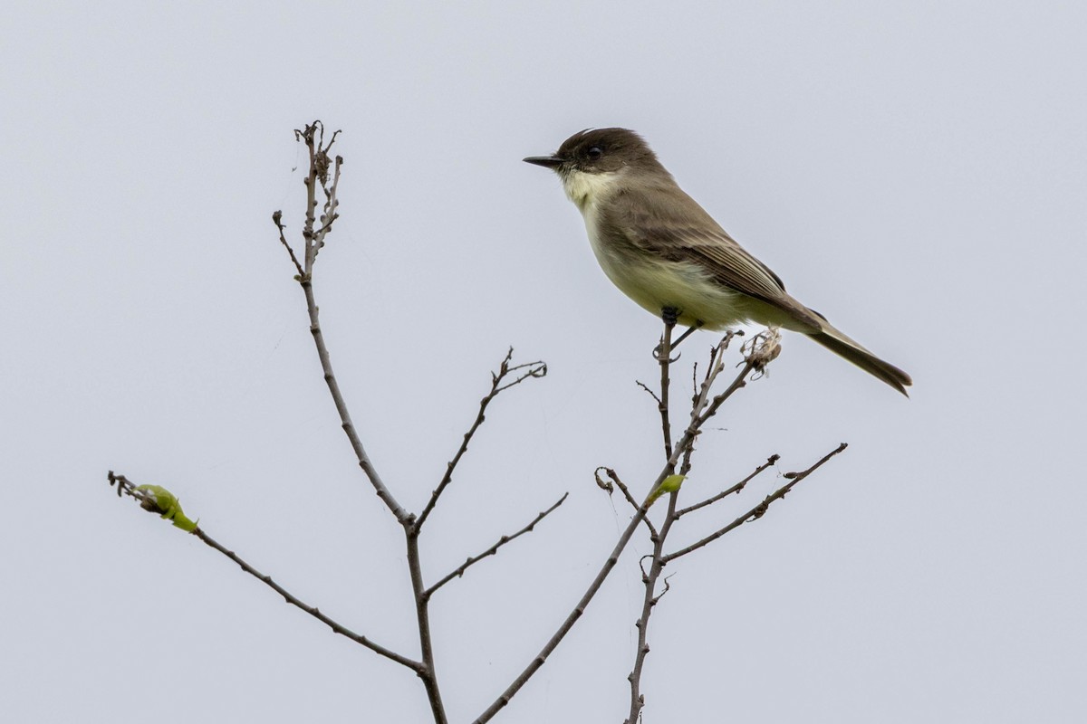 Eastern Phoebe - ML646144625