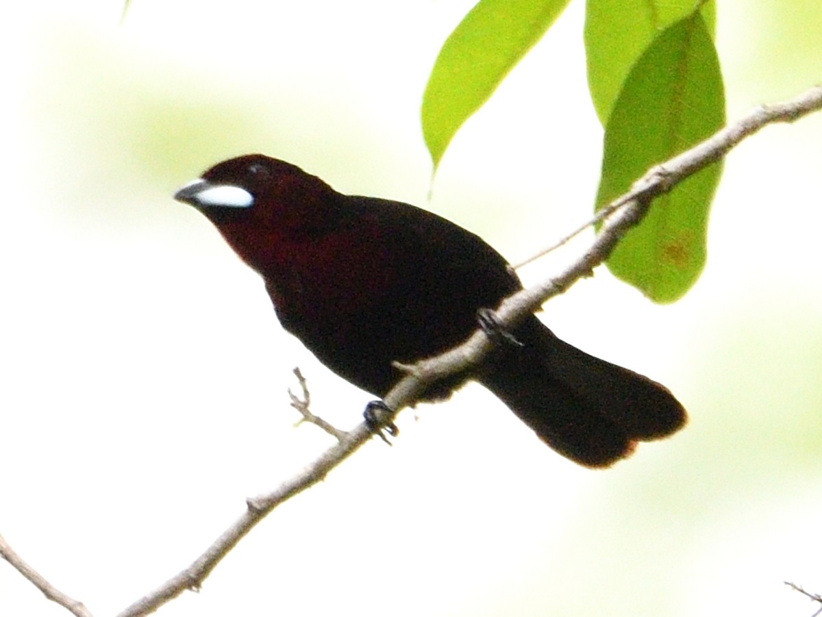 Silver-beaked Tanager - ML646144626