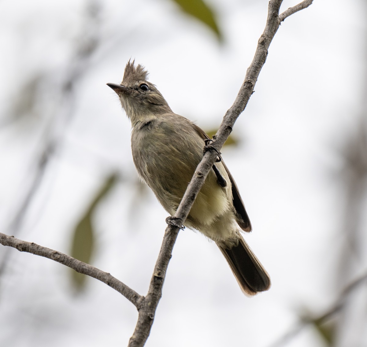 Plain-crested Elaenia - ML646144632