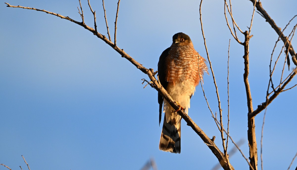Sharp-shinned Hawk (Northern) - ML646144633