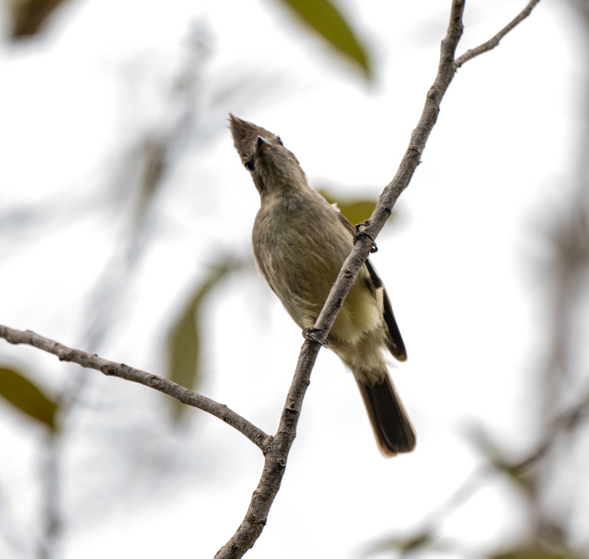 Plain-crested Elaenia - ML646144634