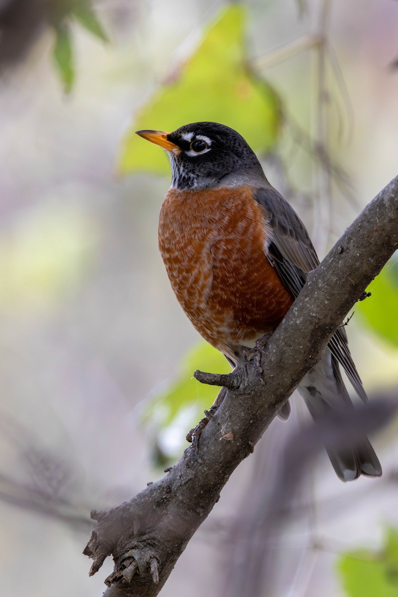 American Robin - ML646144638