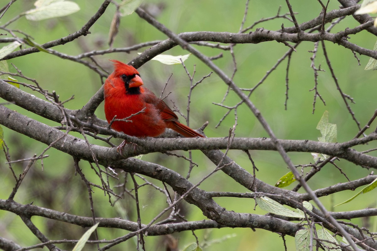 Northern Cardinal - ML646144642