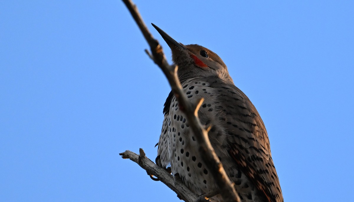 Northern Flicker (Red-shafted) - ML646144666