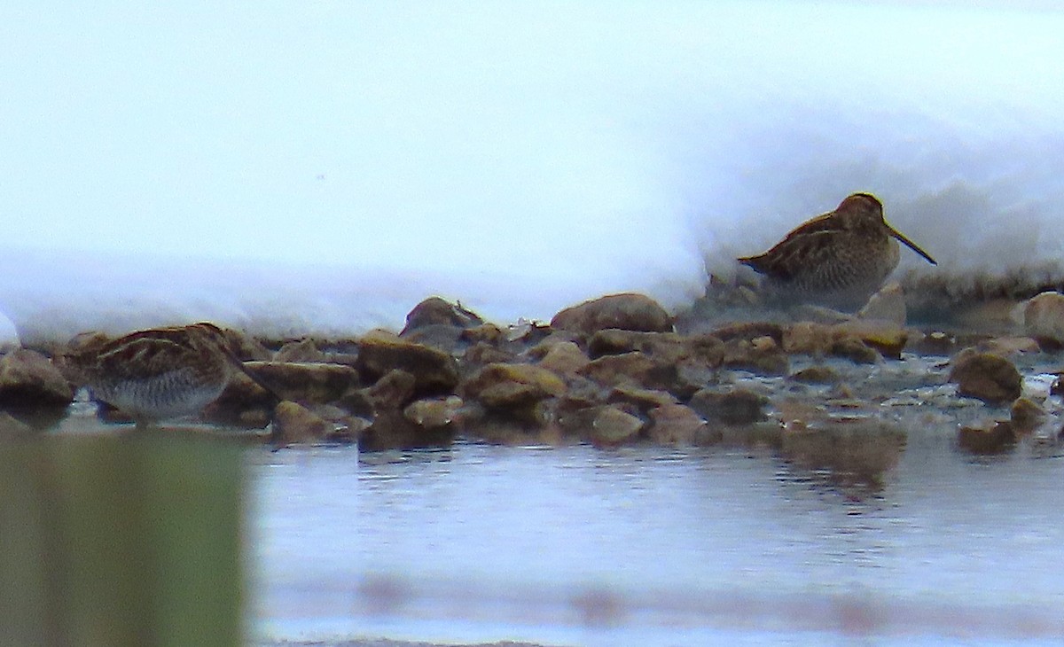 Wilson's Snipe - ML646144668