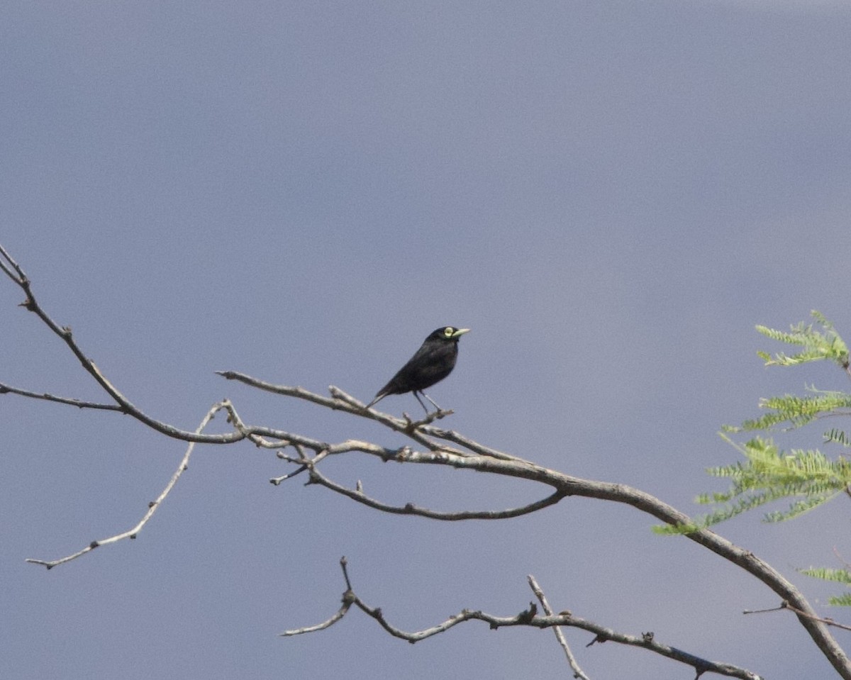 Spectacled Tyrant - ML646144670