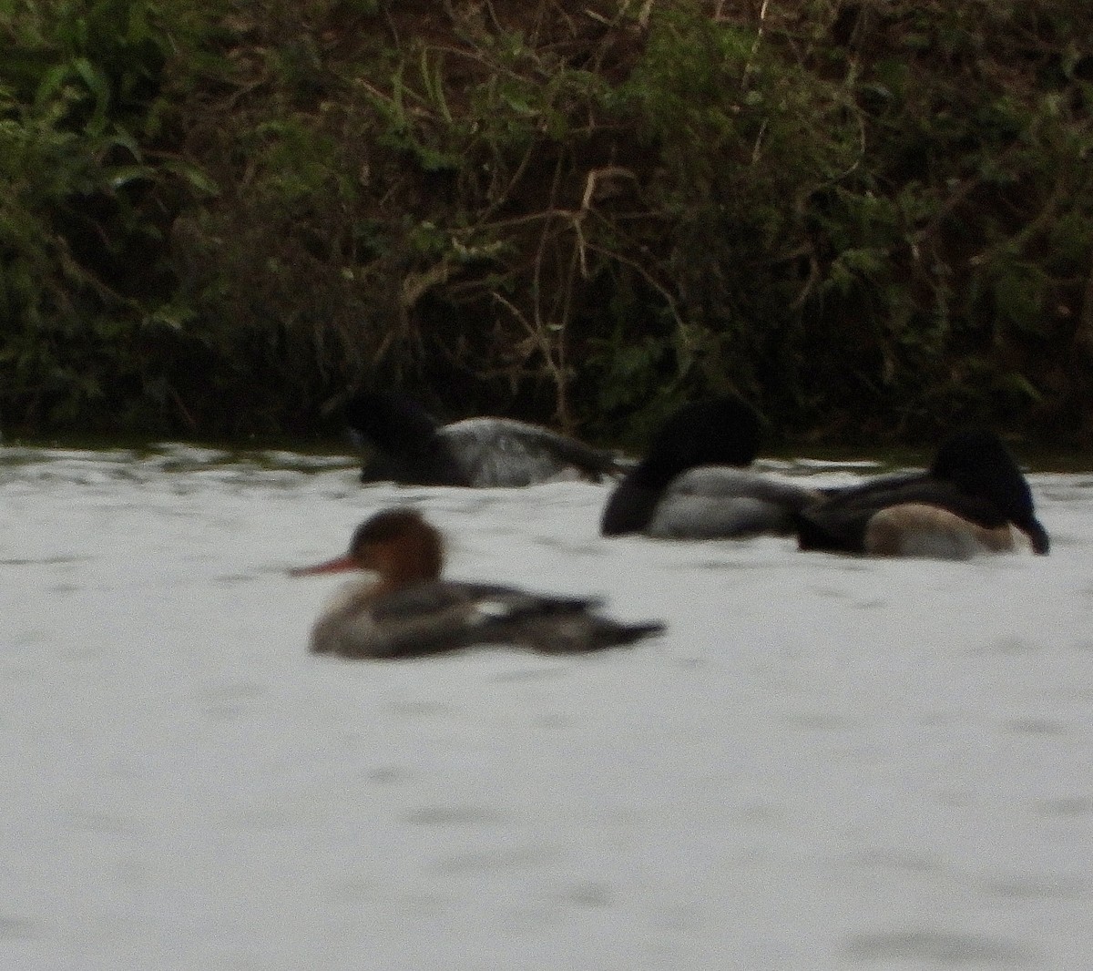 Red-breasted Merganser - ML646144676