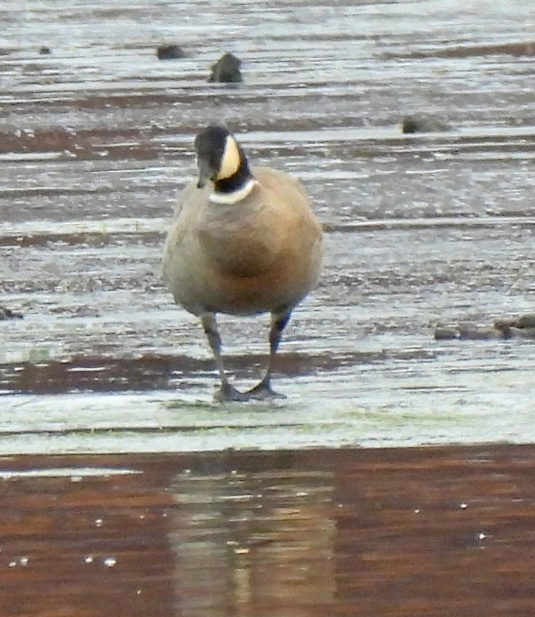 berneška malá (ssp. leucopareia) - ML646144677