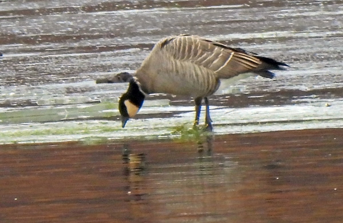 berneška malá (ssp. leucopareia) - ML646144678