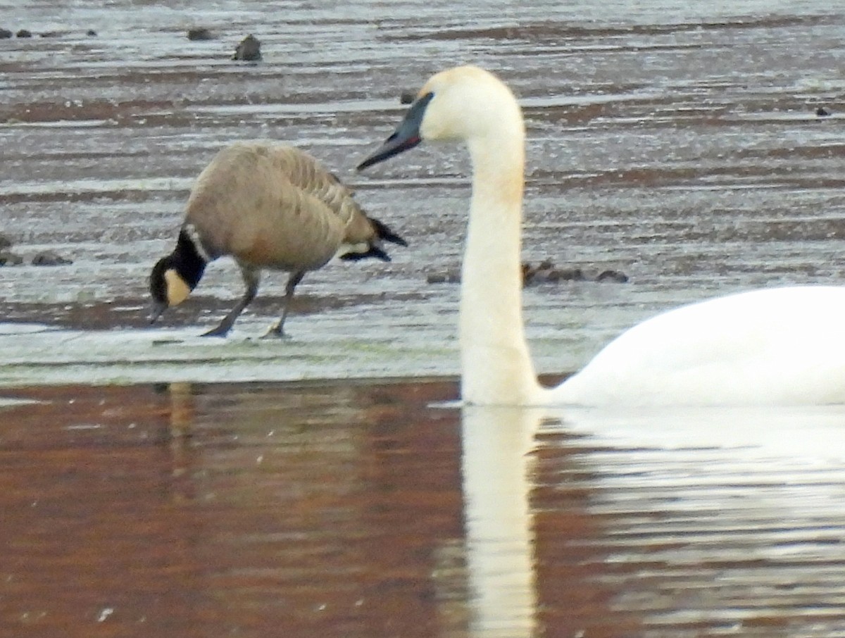 berneška malá (ssp. leucopareia) - ML646144679