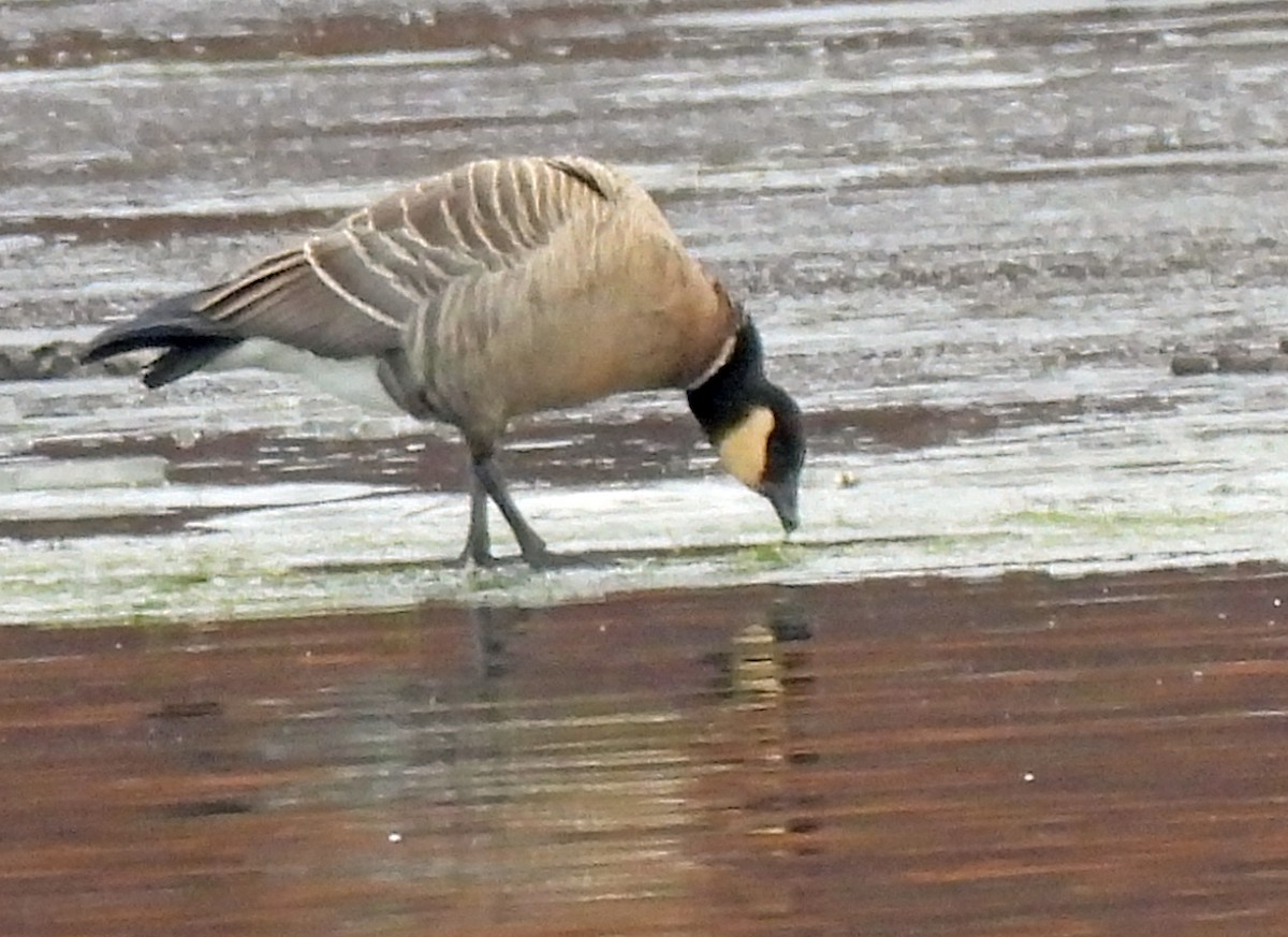 berneška malá (ssp. leucopareia) - ML646144680