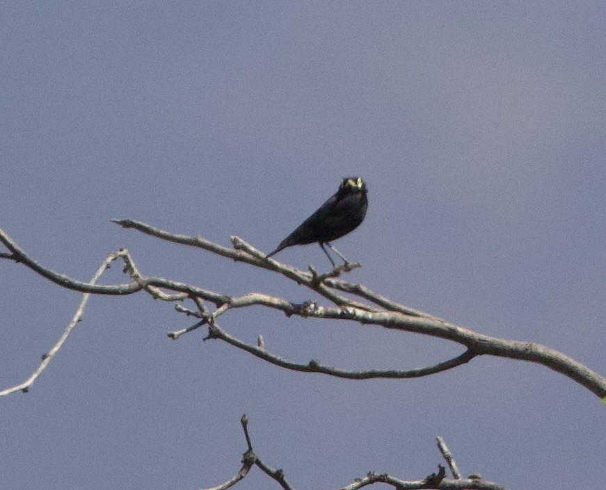 Spectacled Tyrant - ML646144681