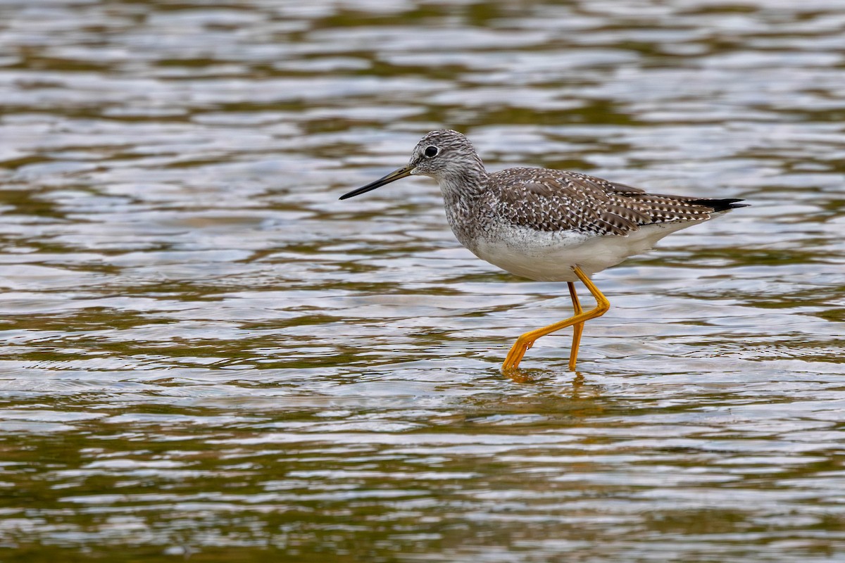 Greater Yellowlegs - ML646144684