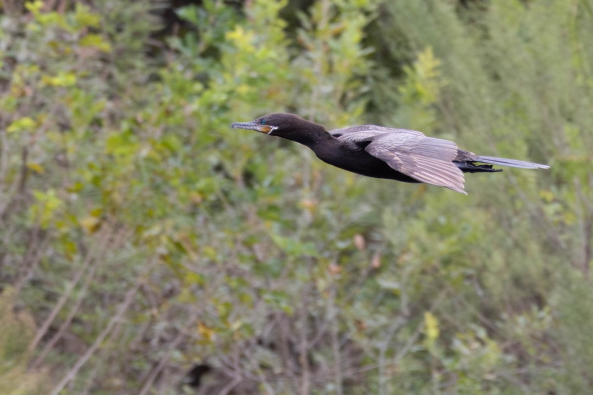 Neotropic Cormorant - ML646144690