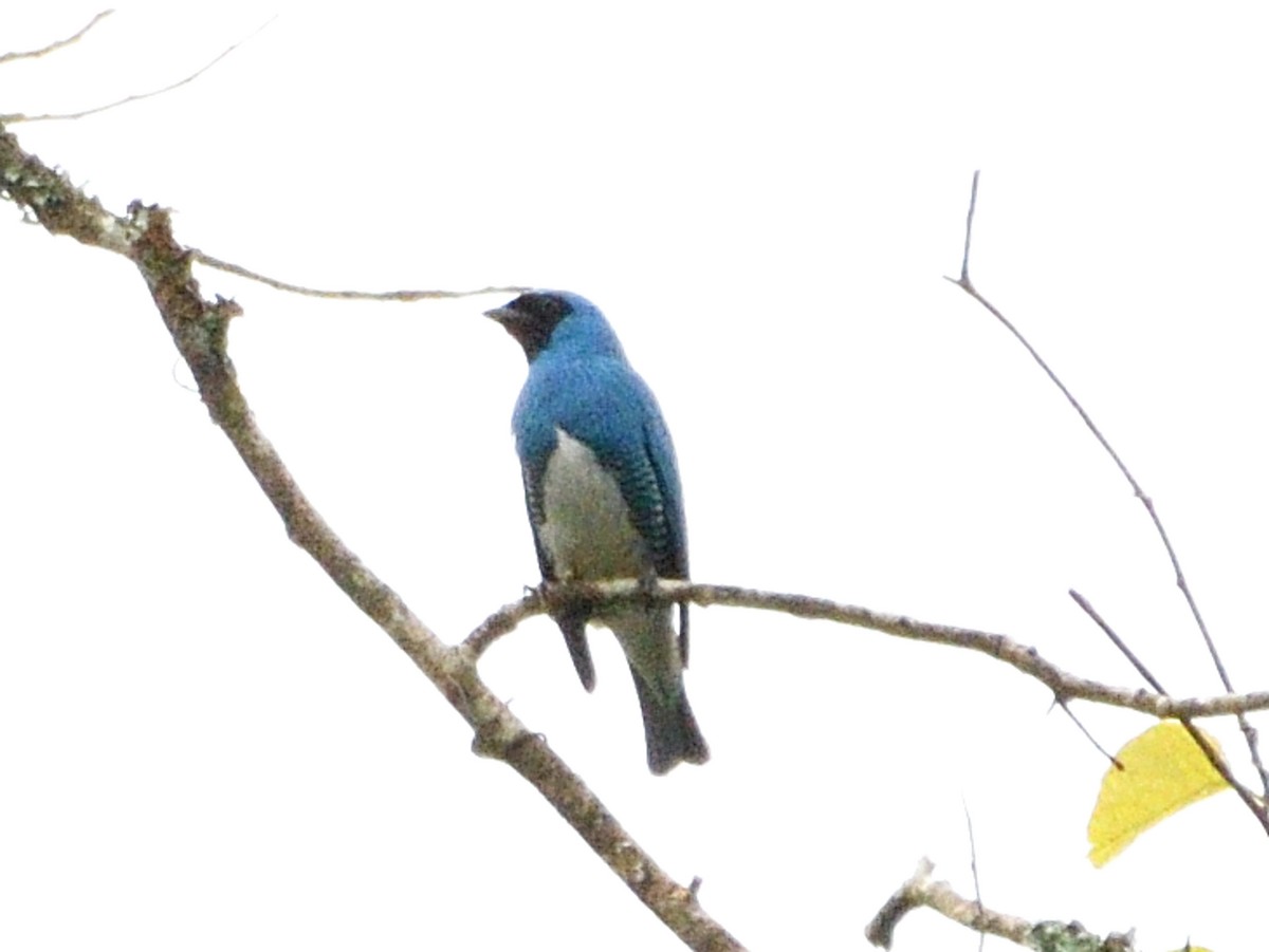 Swallow Tanager - ML646144698