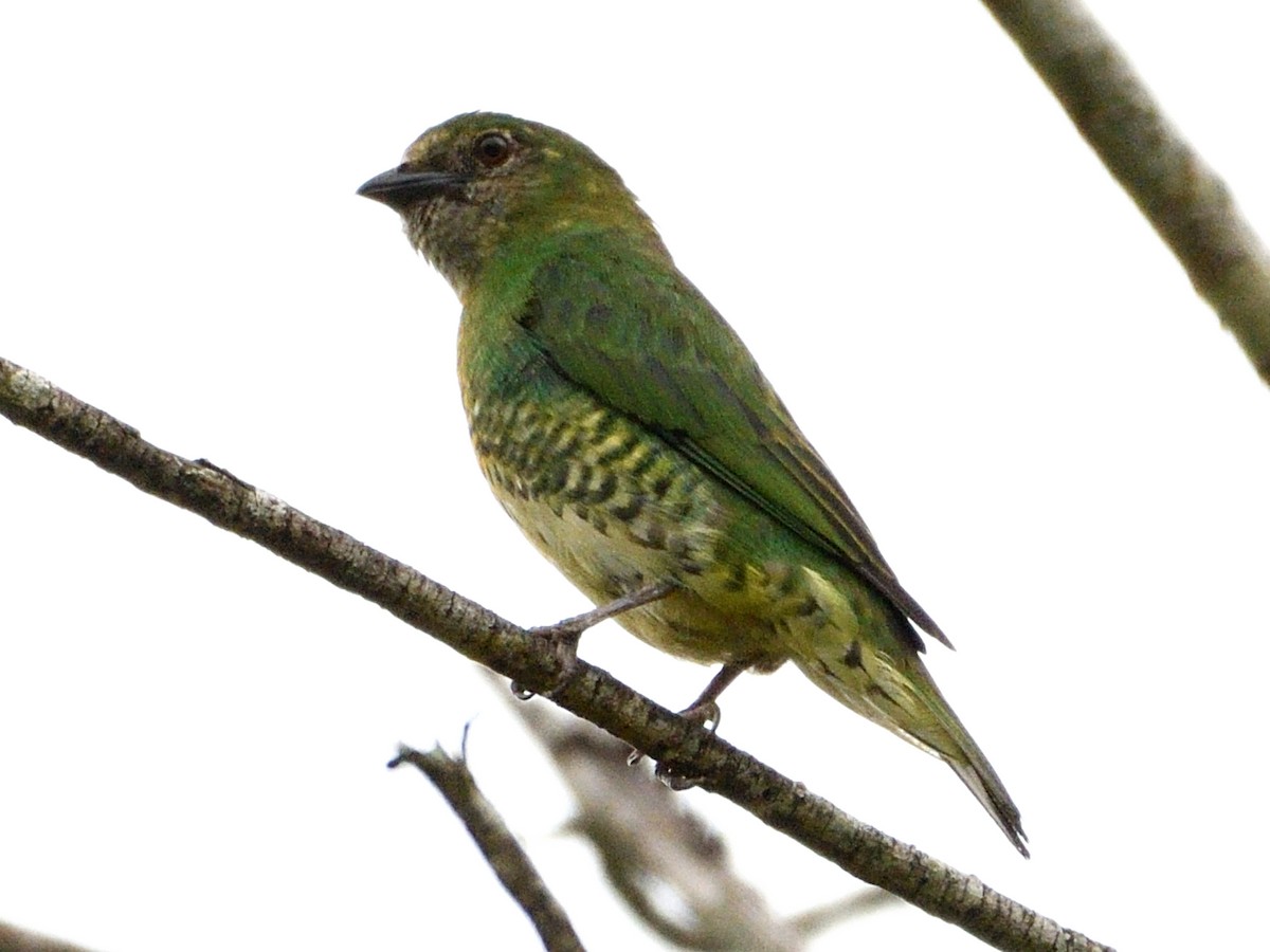 Swallow Tanager - ML646144699