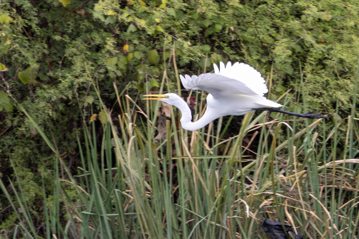 volavka bílá - ML646144704