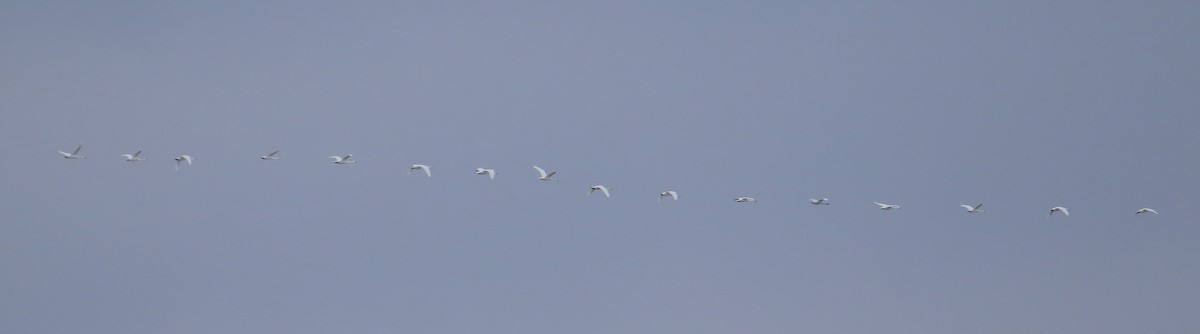 Гунгар хун - ML646144706