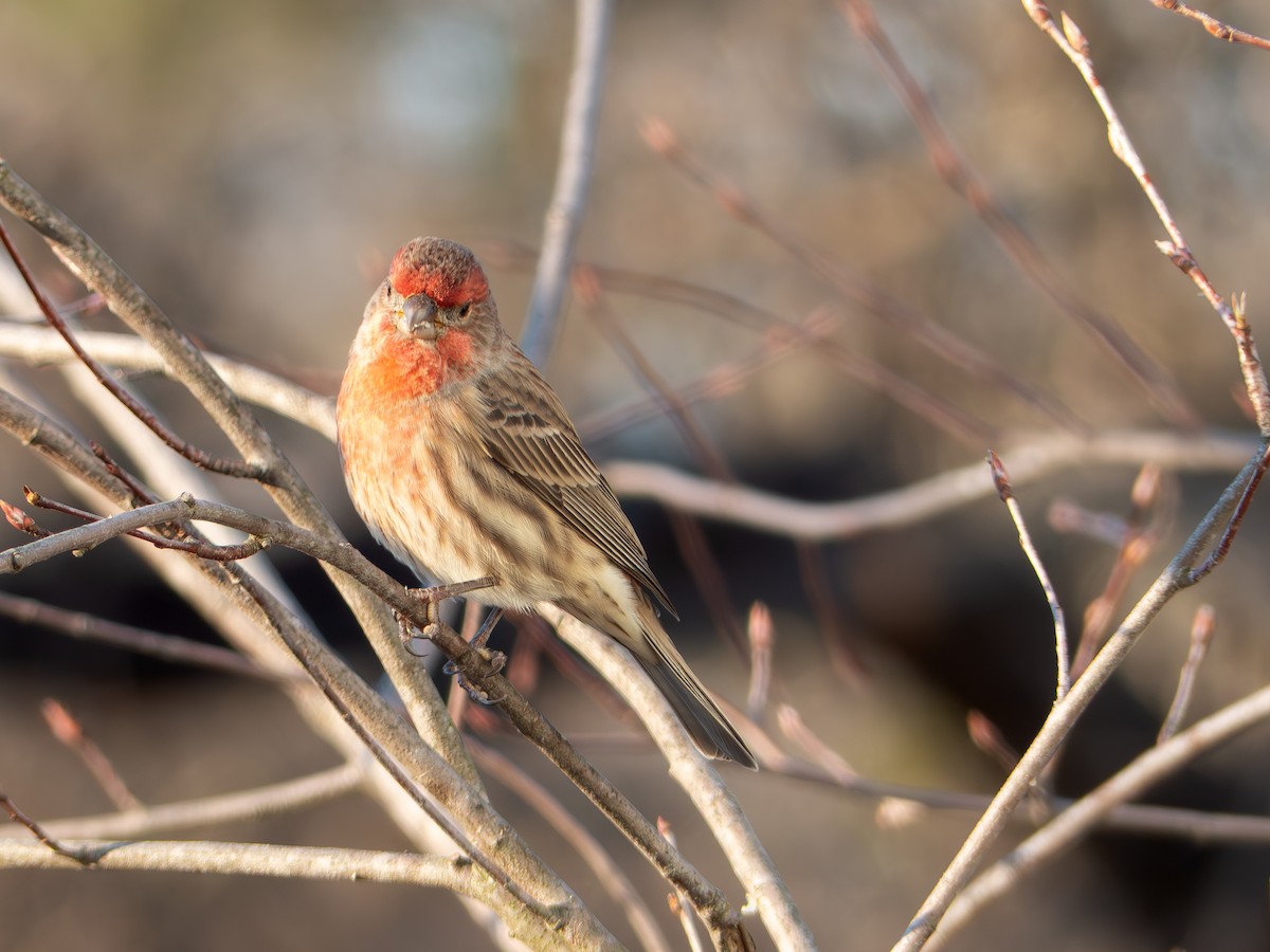 House Finch - ML646144707