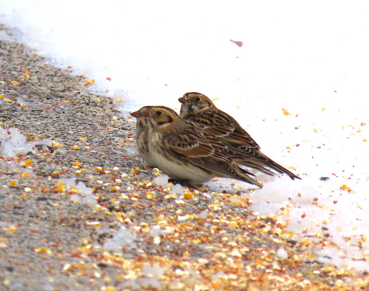 Lapland Longspur - ML646144711