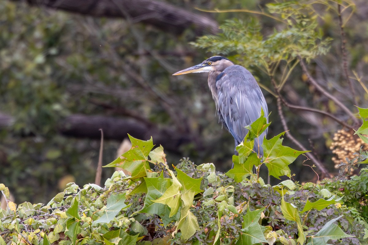 Great Blue Heron - ML646144713