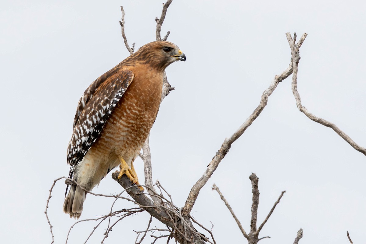 Red-shouldered Hawk - ML646144725