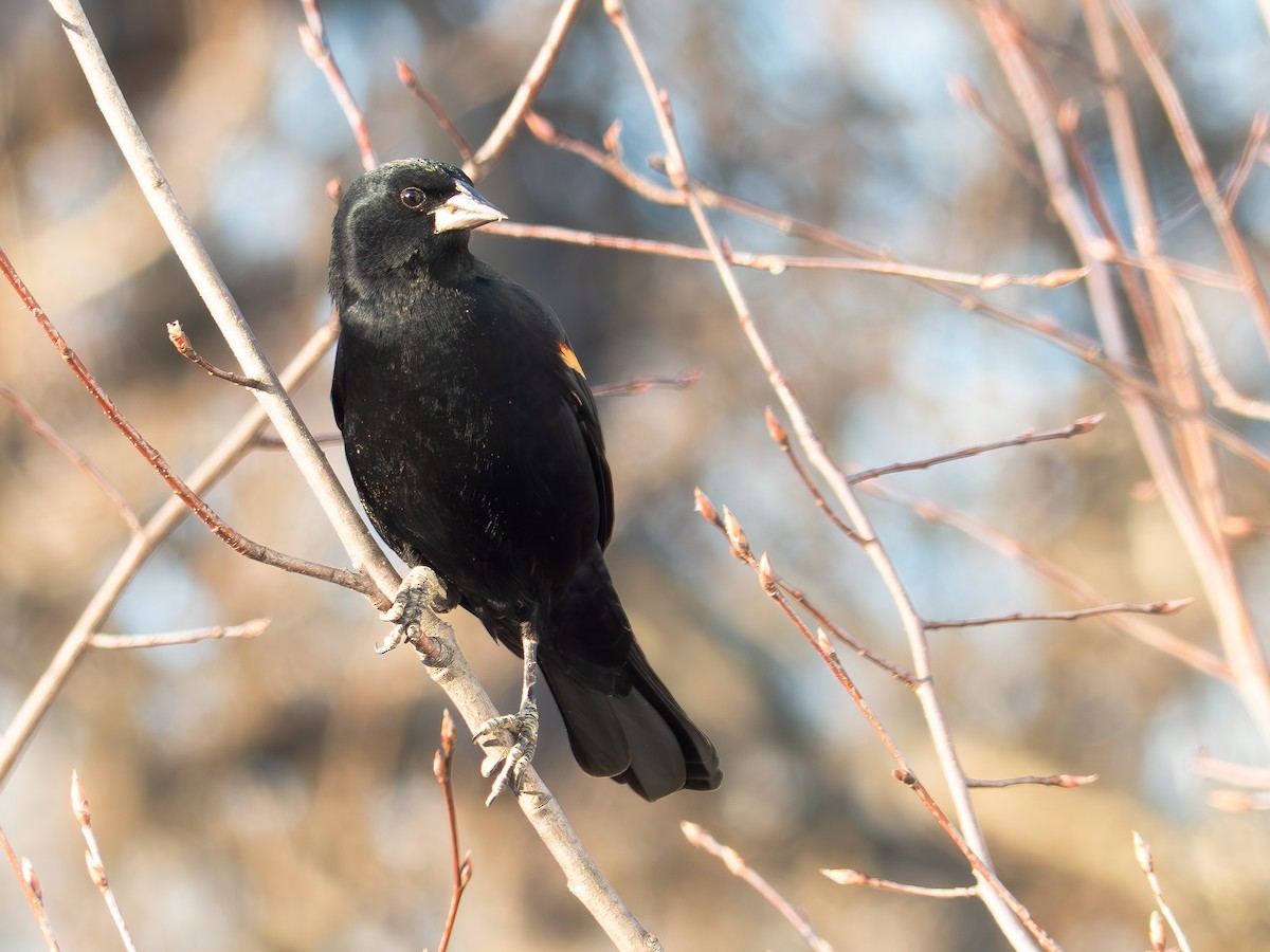 Red-winged Blackbird - ML646144729