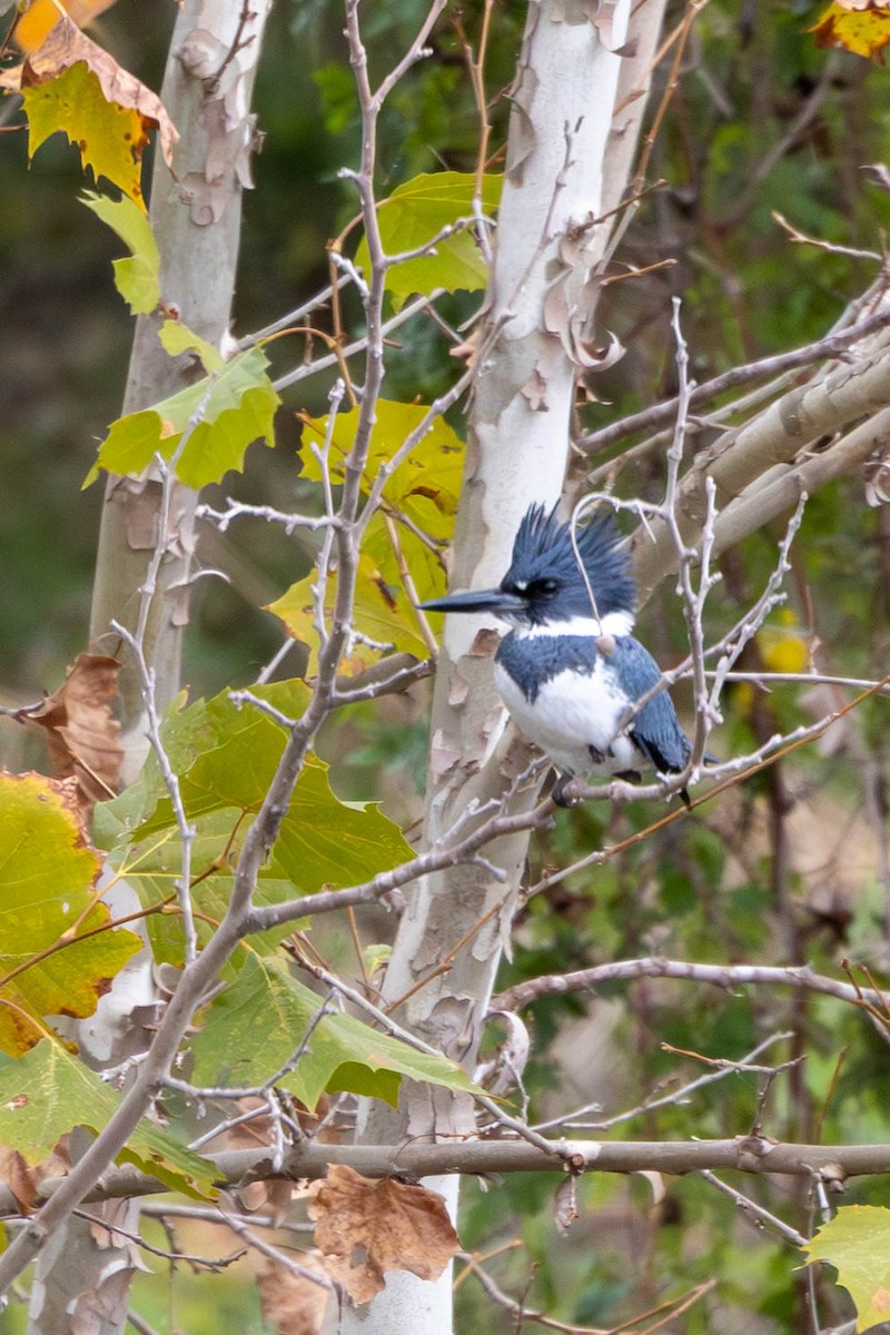 Belted Kingfisher - ML646144739