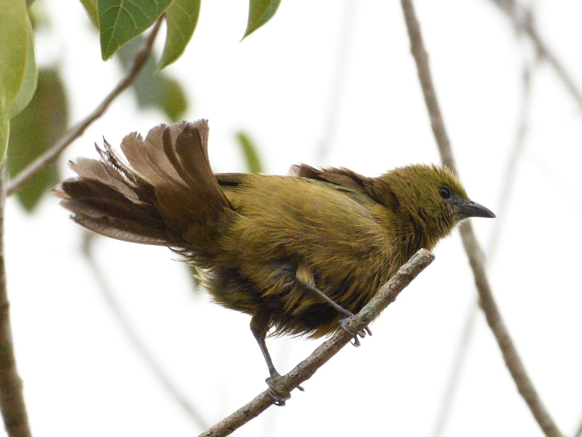 Palm Tanager - ML646144742