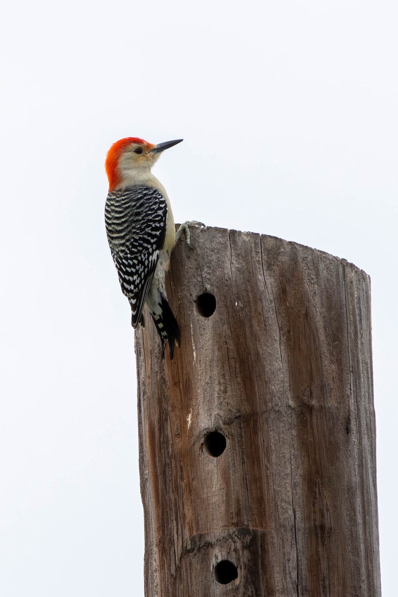 Red-bellied Woodpecker - ML646144743