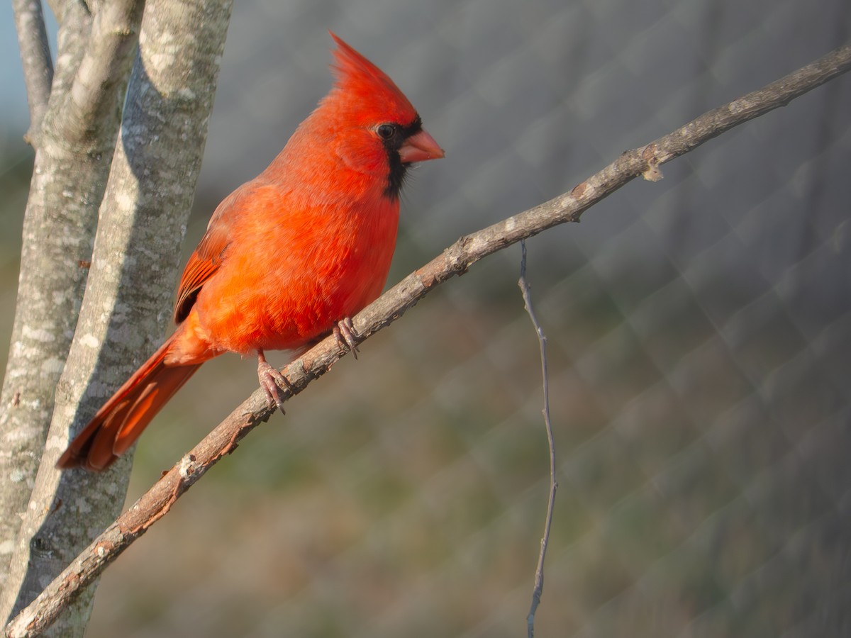 Northern Cardinal - ML646144748