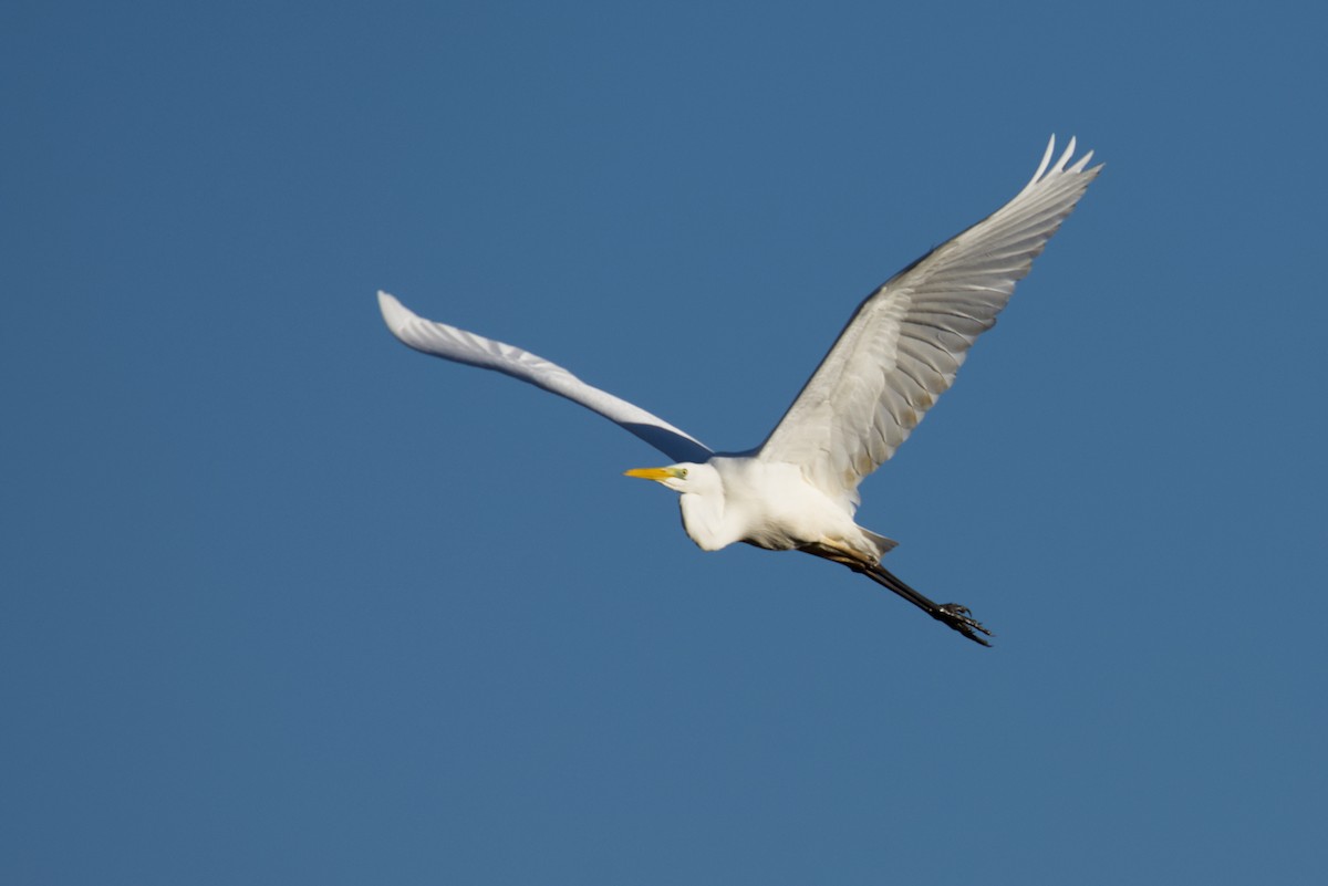 volavka bílá - ML646144749