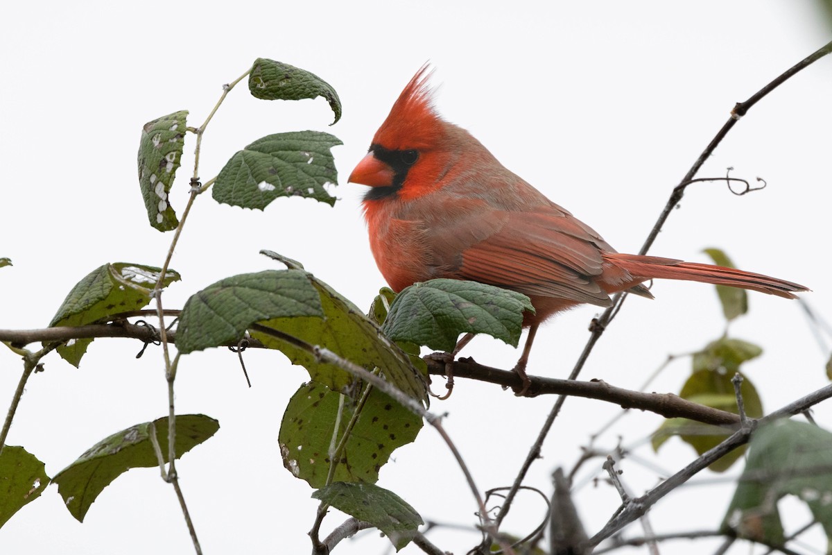 Northern Cardinal - ML646144756